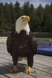 westsportfishingeagle