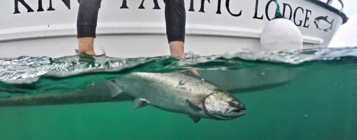 KingPacificLodgeChinookRelease Luxury Fishing Vacation Packages BC